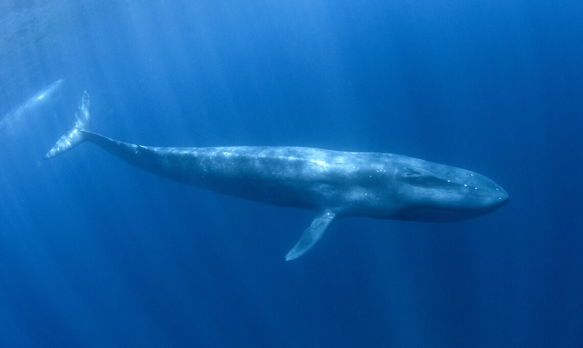 Blue Whale underwater