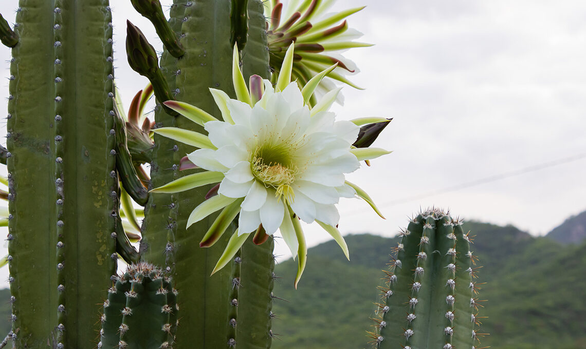 Mandacaru cactus flower in Paraíba, Brazil
