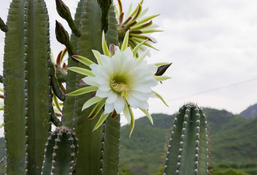 Mandacaru cactus flower in Paraíba, Brazil