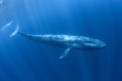 Blue Whale underwater