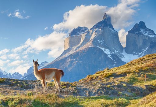 Patagonia landscape with a deer