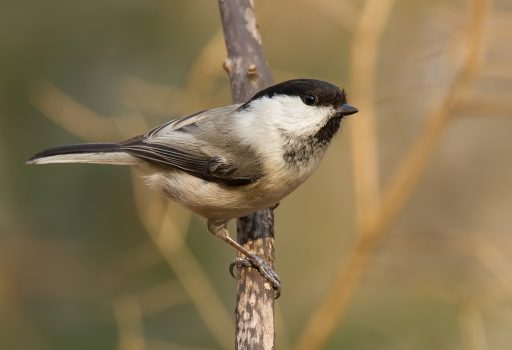 Willow Tit Bird sitting on branch