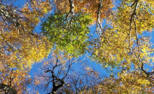 trees and biodiversity in chile