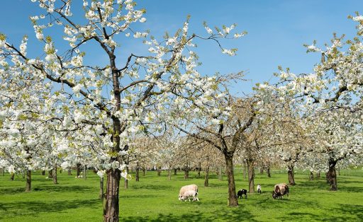 Springtime in the Netherlands