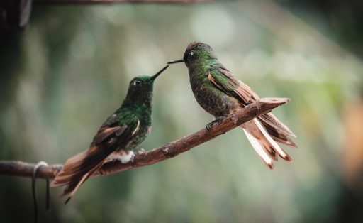 Two hummingbirds